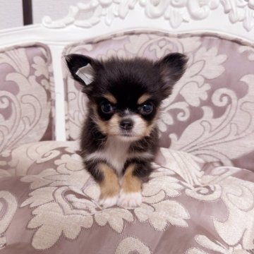チワワ(ロング)【香川県・男の子・2025年6月4日・トライ】の写真「ミニミニサイズ！お鼻の詰まった可愛い男の子」