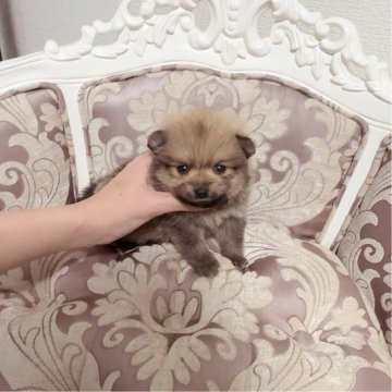 ポメラニアン【香川県・女の子・2025年4月6日・セーブル】の写真「ちびたぬき！爆毛！遺伝子検査ok」