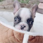 フレンチブルドッグ