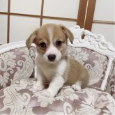 ウェルシュ・コーギー・ペンブローク