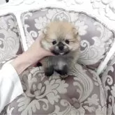 ポメラニアン