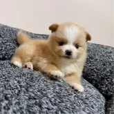 ポメラニアン