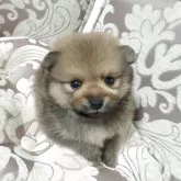 ポメラニアン