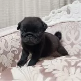 パグ