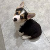 ウェルシュ・コーギー・ペンブローク