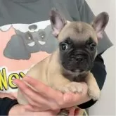 フレンチブルドッグ