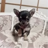 チワワ(スムース)