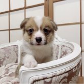 ウェルシュ・コーギー・ペンブローク