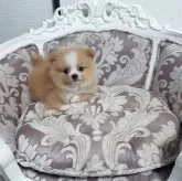ポメラニアン