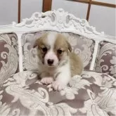 ウェルシュ・コーギー・ペンブローク【香川県・女の子・2025年10月1日・レッドアンドホワイト】の写真5