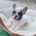 フレンチブルドッグ【香川県・女の子・2025年8月30日・フォーンパイド】の写真7