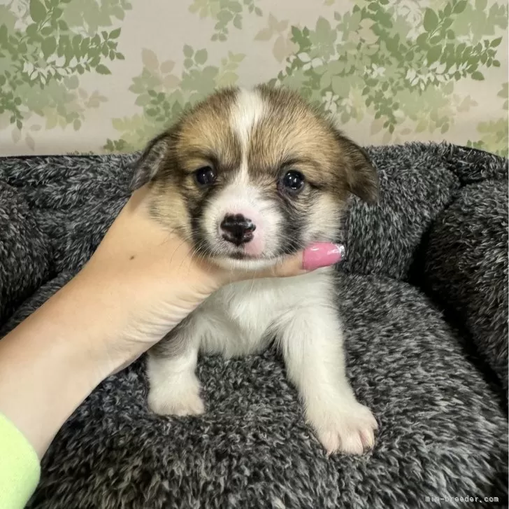 ID:2403-00134の子犬