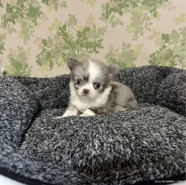 ID:2402-00358の子犬