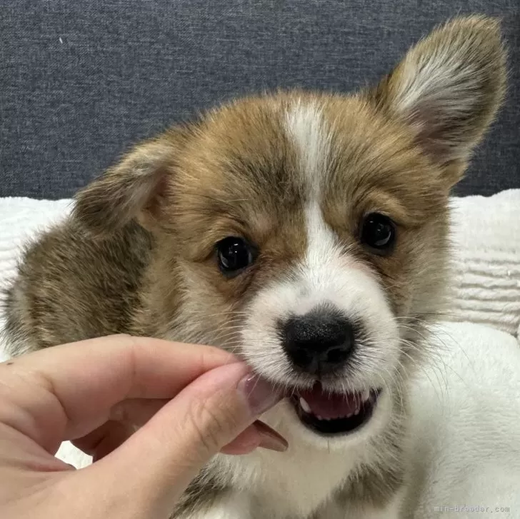 ID:2410-04693の子犬