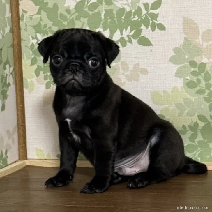 ID:2311-04311の子犬