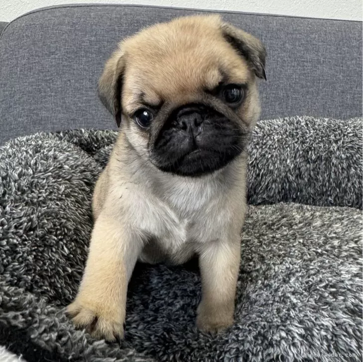 ID:2407-04447の子犬