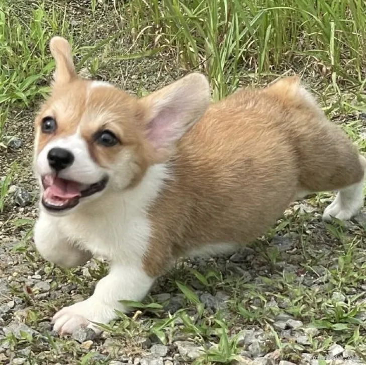 ID：2307-02998の子犬