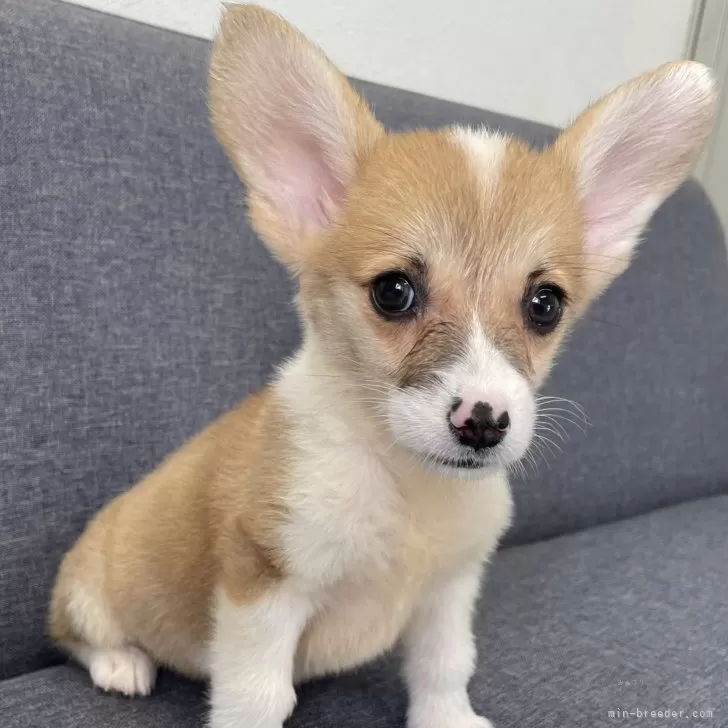 ID:2410-07961の子犬