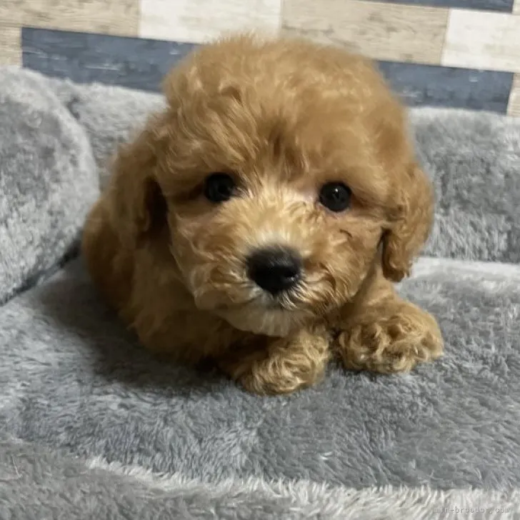 ID：2308-05212の子犬