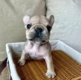 フレンチブルドッグ【愛知県・女の子・2025年8月16日・フォーン】の写真11