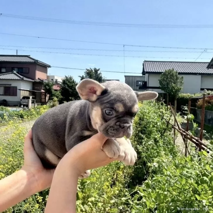 A.M 様のお迎えした子犬