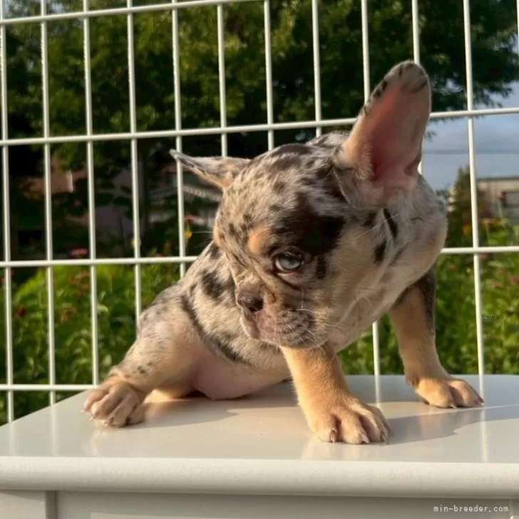 まさ 様のお迎えした子犬