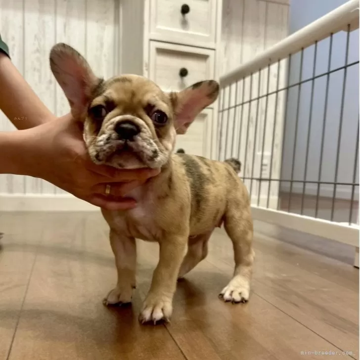 五右衛門 様のお迎えした子犬