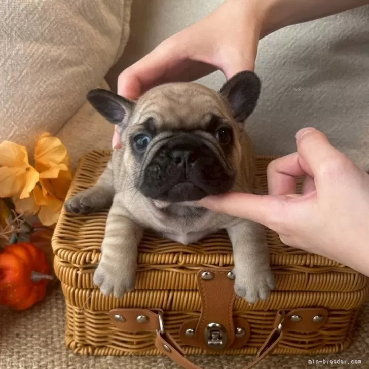 M 様のお迎えした子犬