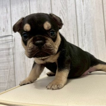 フレンチブルドッグ【愛知県・女の子・2025年10月6日・ブラック&タン】の写真「タンが大きく形が綺麗なハイクオリティな女の子🎀」