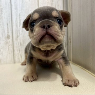 フレンチブルドッグ【愛知県・男の子・2025年10月6日・ライラック&タン】の写真「タンが大きく形が綺麗なハイクオリティな男の子🧸✨」