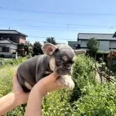 フレンチブルドッグ
