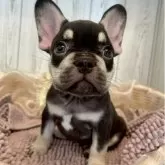 フレンチブルドッグ