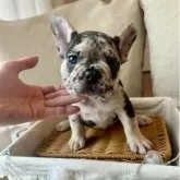 フレンチブルドッグ
