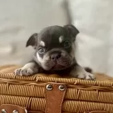 フレンチブルドッグ