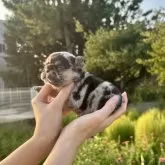 フレンチブルドッグ