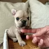 フレンチブルドッグ