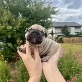 フレンチブルドッグ