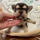 フレンチブルドッグ