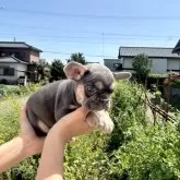 フレンチブルドッグ