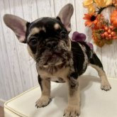 フレンチブルドッグ