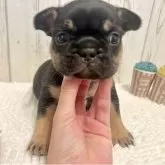 フレンチブルドッグ【愛知県・女の子・2025年9月24日・ブラック&タン】の写真1