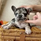 フレンチブルドッグ