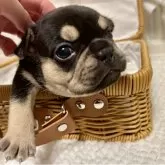 フレンチブルドッグ