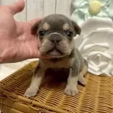 フレンチブルドッグ