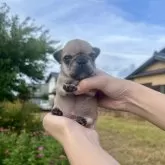 フレンチブルドッグ