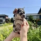 フレンチブルドッグ