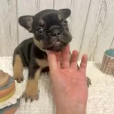 フレンチブルドッグ【愛知県・女の子・2025年9月24日・ブラック&タン】の写真4