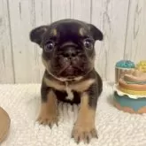 フレンチブルドッグ【愛知県・女の子・2025年9月24日・ブラック&タン】の写真2