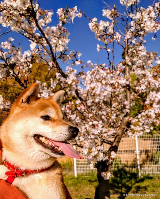 御沓寛司ブリーダーのブログ：葵ちゃんと桜🌸