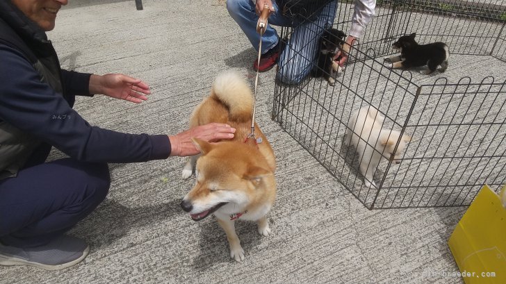 御沓寛司ブリーダーのブログ：葵ちゃんの里帰り🥰
